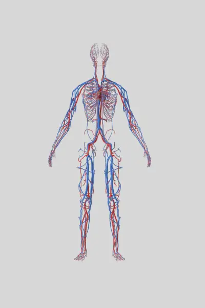 Chirurgia vascolare / Angiologia
